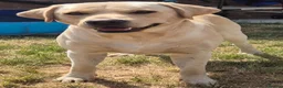 Labrador Retriever dogs for stud: STUD ONLY KC REGISTERED LABRADOR FTC BLOODLINES  - Advert 4