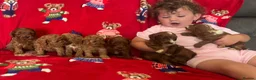 Cavapoo dogs for sale: 🐶 stunning F1B Cavapoos🐶 - Advert 18