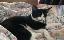Mixed Breed cats for sale: Loveable boy needs home - Image 6