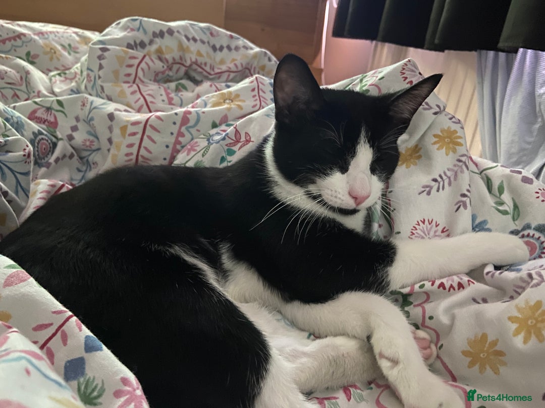 Mixed Breed cats for sale: Loveable boy needs home - Image 6