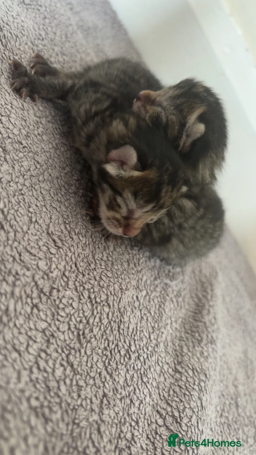 British Shorthair cats for sale: 2 beautiful tabby kittens ❤️ - Advert 2