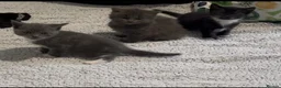 Russian Blue cats for sale: Russian blue x Domestic Short hair kittens  - Advert 14