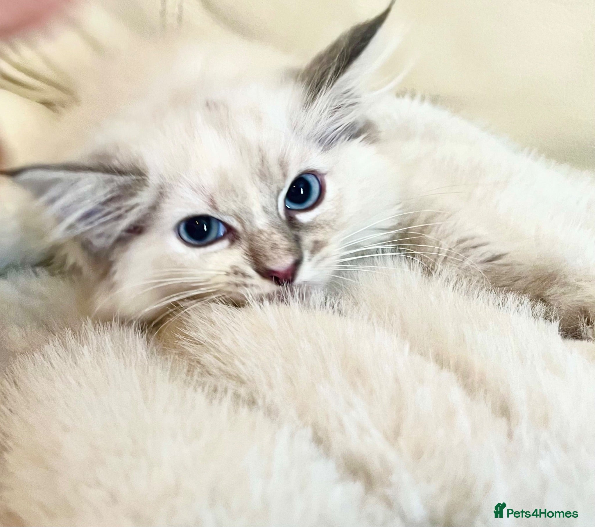 Ragdoll cats 3 stunning ragdoll girls available  - Advert 3