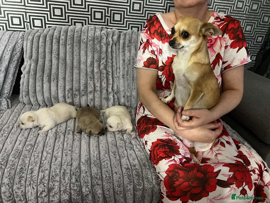 Chihuahua dogs for sale: Puppys for sale  in Newcastle upon Tyne - Advert 2