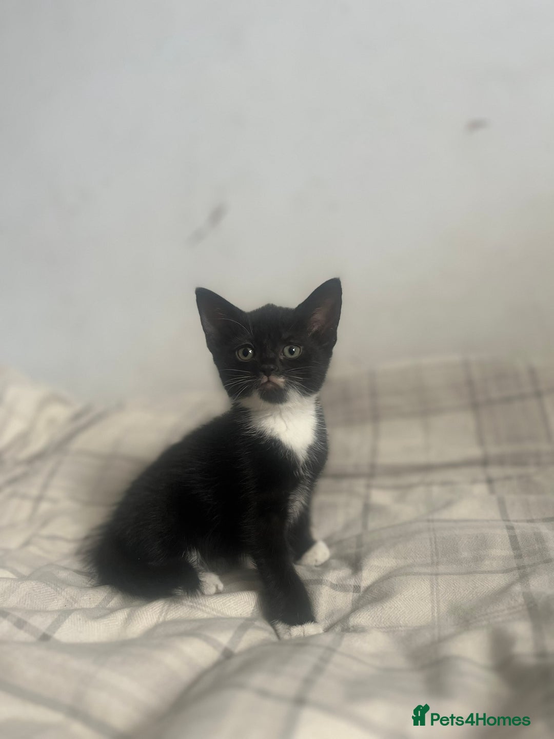 British Shorthair cats for sale: Adorable Kittens - Image 6