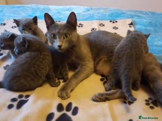 Russian Blue cats Russian Blue female kitten for sale - Advert 5