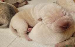 Shar Pei dogs for sale: Shar Pei Puppies - Ready 04/09/25 - Image 30