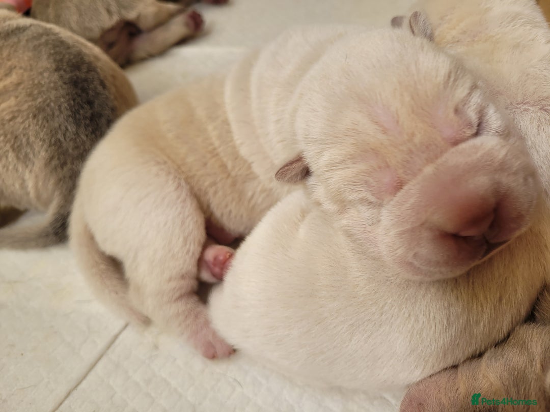 Shar Pei dogs for sale: Shar Pei Puppies - Ready 04/09/25 - Image 30