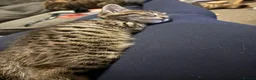 Bengal cats for sale: Bengal 75% maine coon 25%   - Advert 4