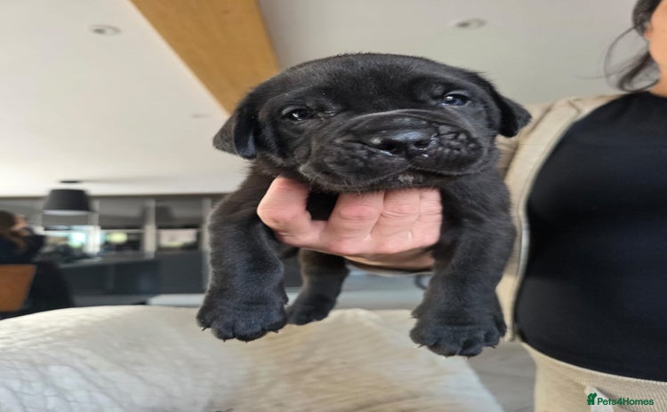 Cane Corso dogs - Advert 1