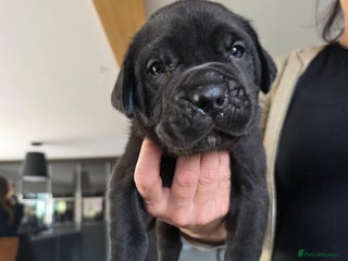 Cane Corso dogs - Advert 21