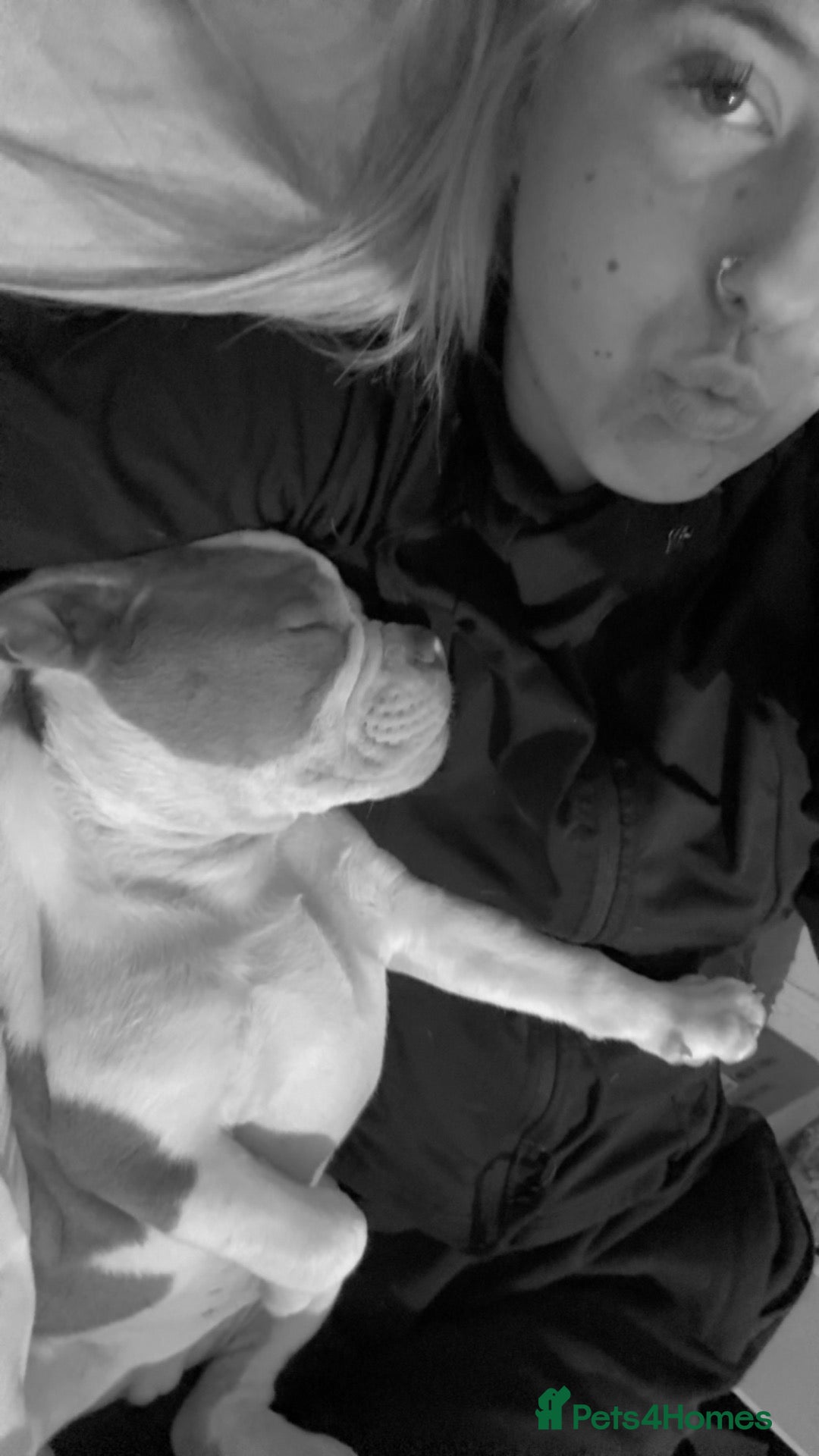Olde English Bulldogge dogs Bruce  - Advert 2