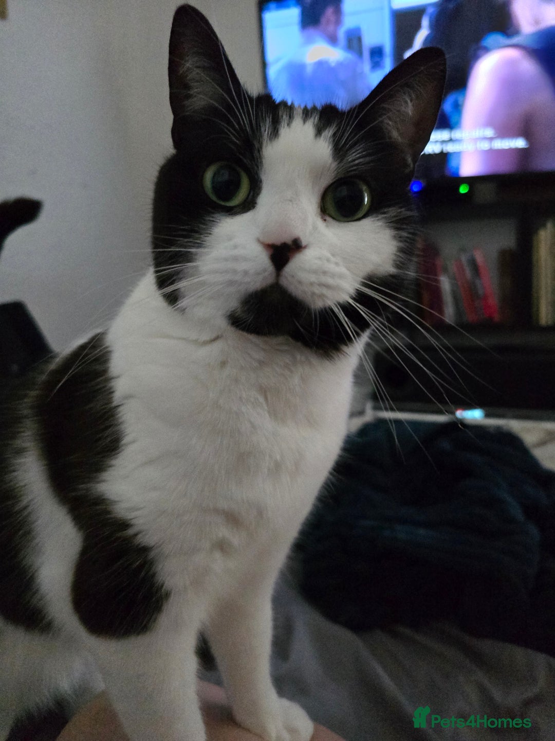 Domestic Shorthair cats for sale: URGENT: Loving Cat Needs Home - Advert 5