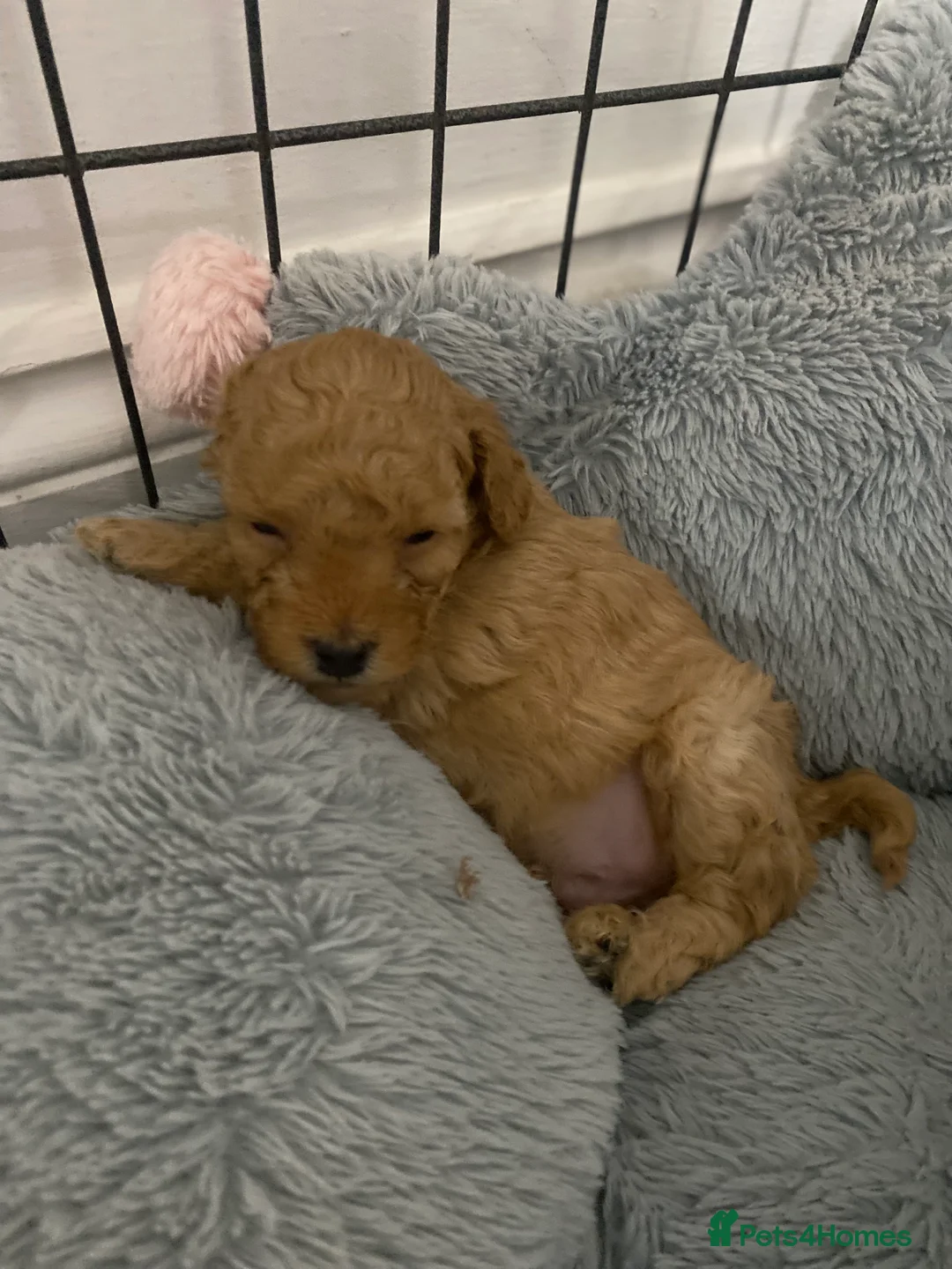 Toy Poodle dogs for sale: Toy Poodles KC Registered Health Tested Parents - Advert 7