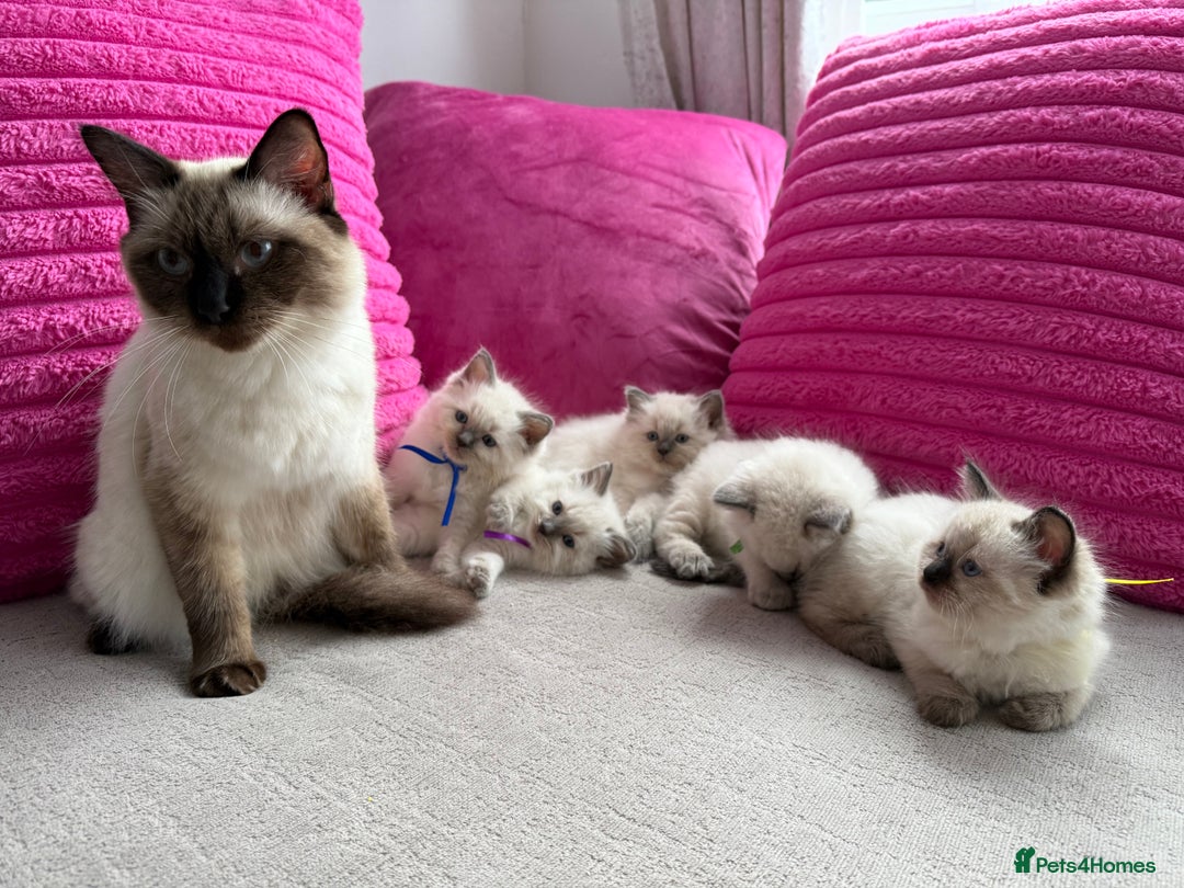 Ragdoll cats for sale: Ragdoll Kittens - Image 6