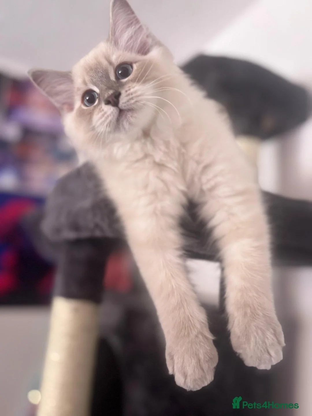 Ragdoll cats for sale: 1 Female, 1 Male Purebred Ragdoll, Purebred - Advert 10