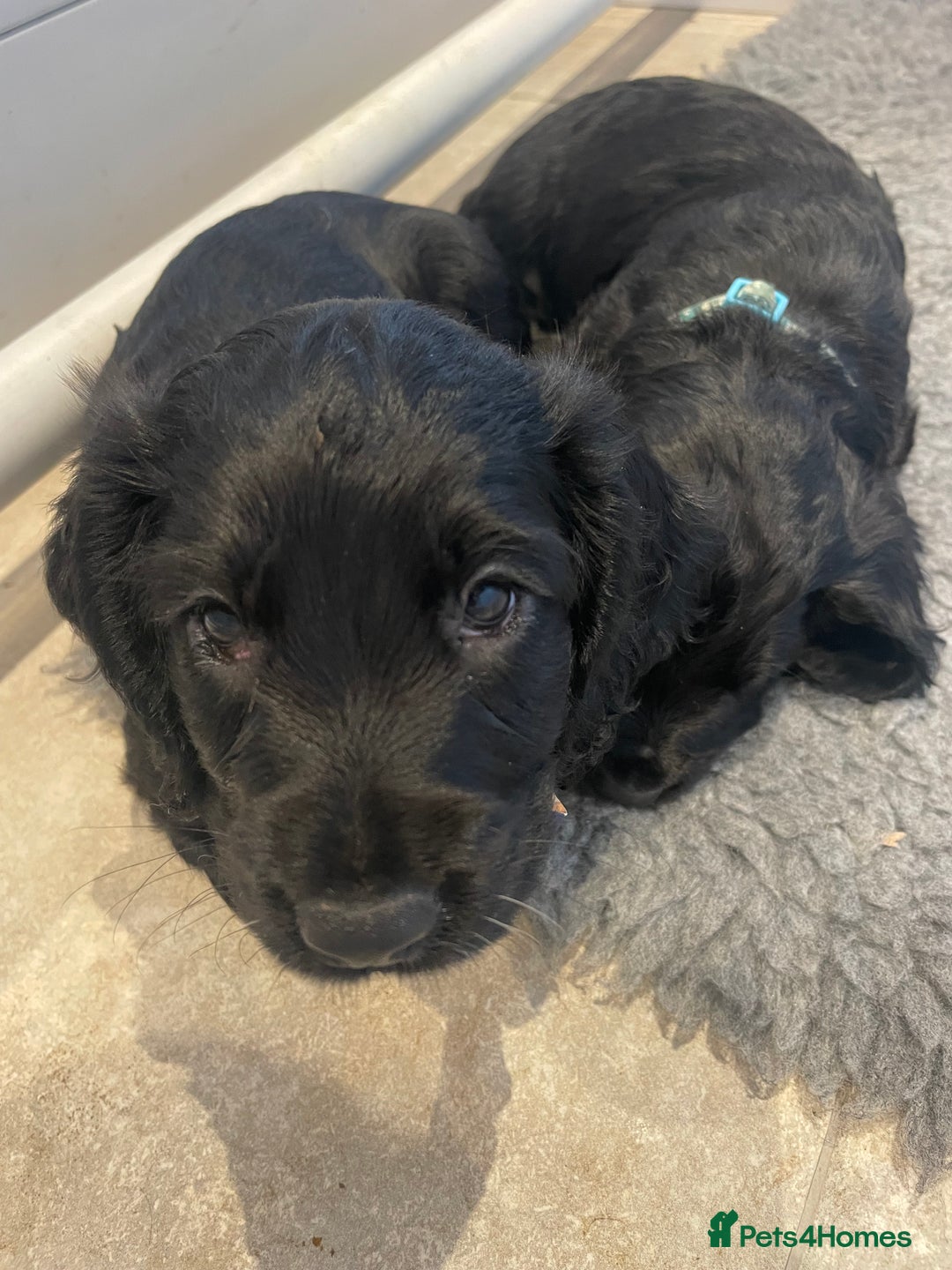 Cocker Spaniel dogs for sale: 2 working cocker puppies  - Advert 10