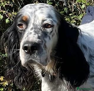 English Setter dogs Rino  - Advert 6