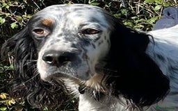 English Setter dogs for adoption: Rino  - Image 1