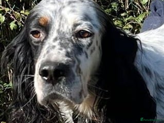 English Setter dogs - Advert 1