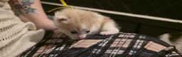 Mixed Breed cats for sale: Little Buddy Maine coon cross  - Advert 5