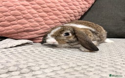 Mini Lop rabbits for sale: Beautiful mini lop rabbits for sale - Image 14