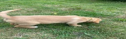 Goldador dogs for sale: Two beautiful golden doors ready for new homes - Advert 7