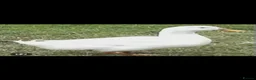 Ducks poultry for sale: Very friendly incubator hatched cherry apple yard  - Advert 3