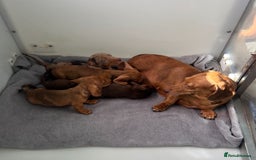 Miniature Dachshund dogs for sale: Stunning miniature dachshund puppies  - Image 11