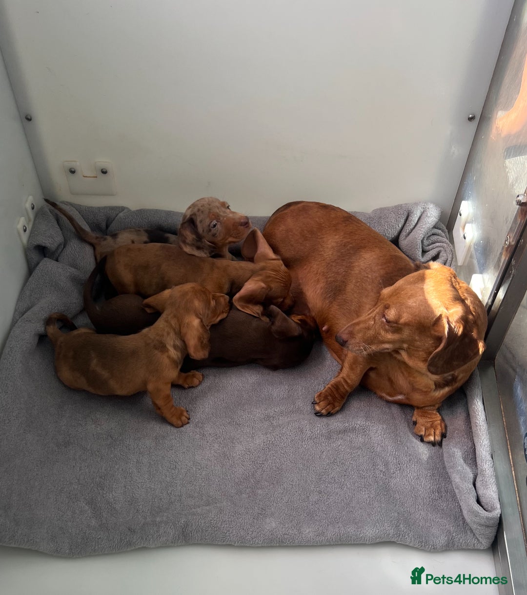 Miniature Dachshund dogs for sale: Stunning miniature dachshund puppies  - Image 11