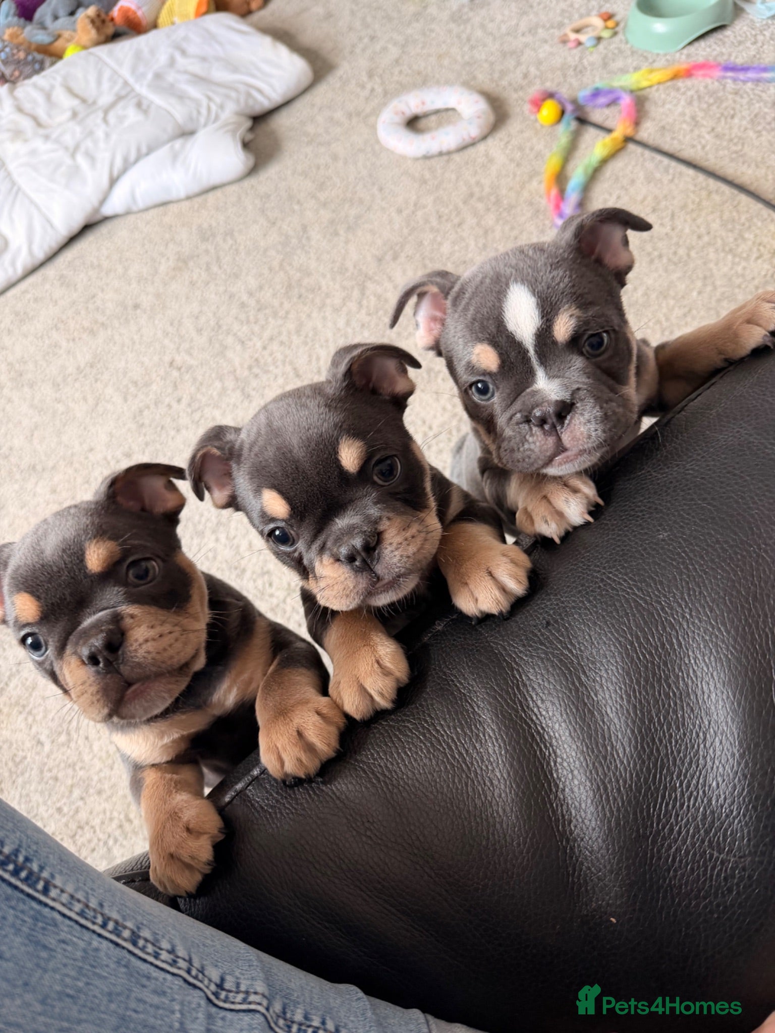 Mixed Breed dogs French X English bulldog puppies ONLY 2 BOYS LEFT! - Advert 14