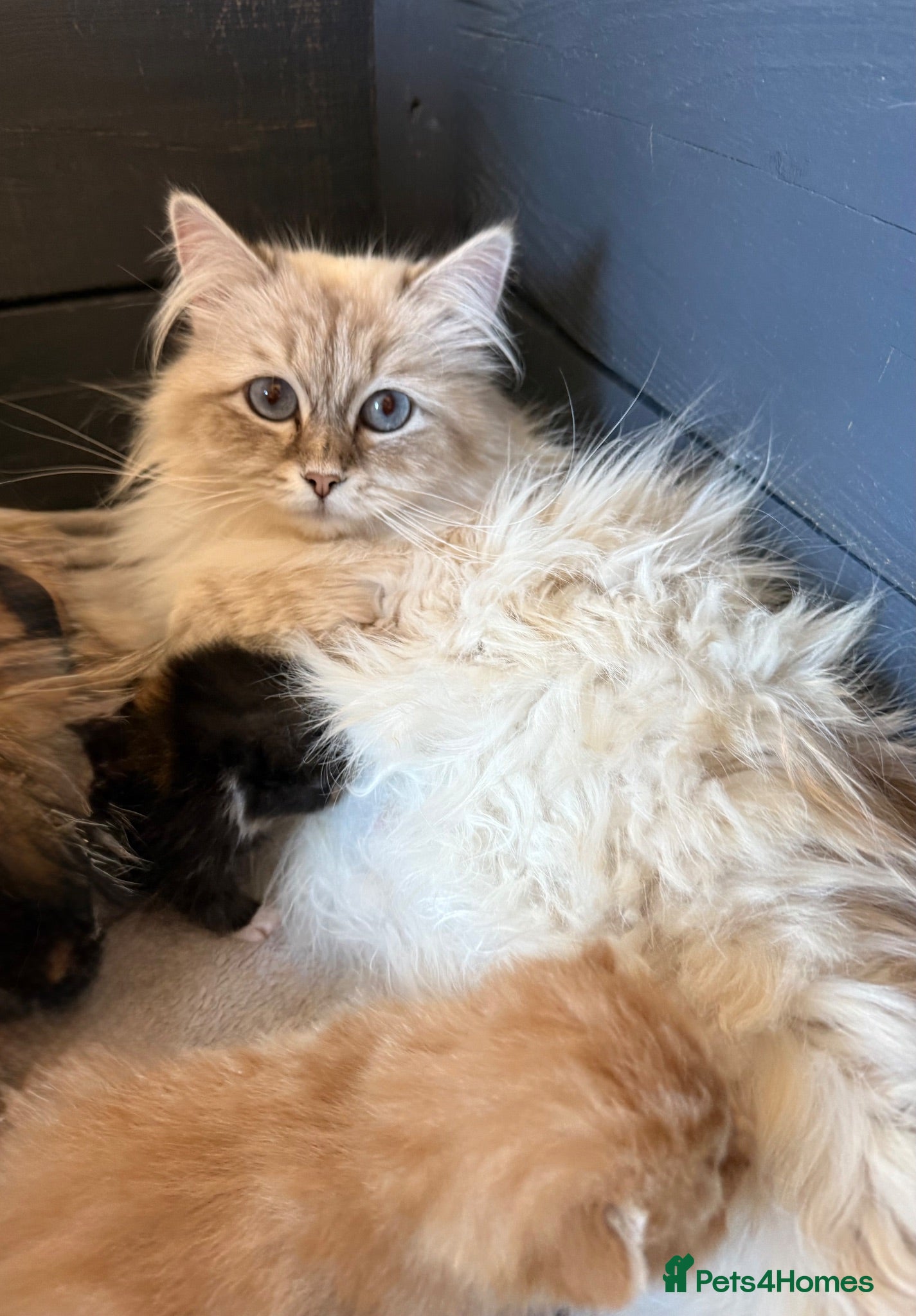 Siberian cats Hypoallergenic Pedigree Siberian kittens  - Advert 1