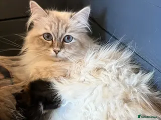 Siberian cats Hypoallergenic Pedigree Siberian kittens - Advert 1