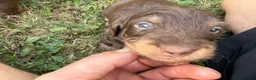 Dachshund dogs for sale: KC Regestered Teckel puppies in Cardiff - Advert 5