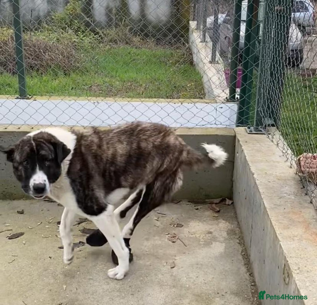 Mixed Breed dogs for adoption: Betty Boop, 3-4 yrs. Available for adoption. - Advert 7