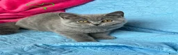 British Shorthair cats for sale: GCCF🏆ChampionBloodline 5GENpedigree BSHblue/lilac - Advert 2