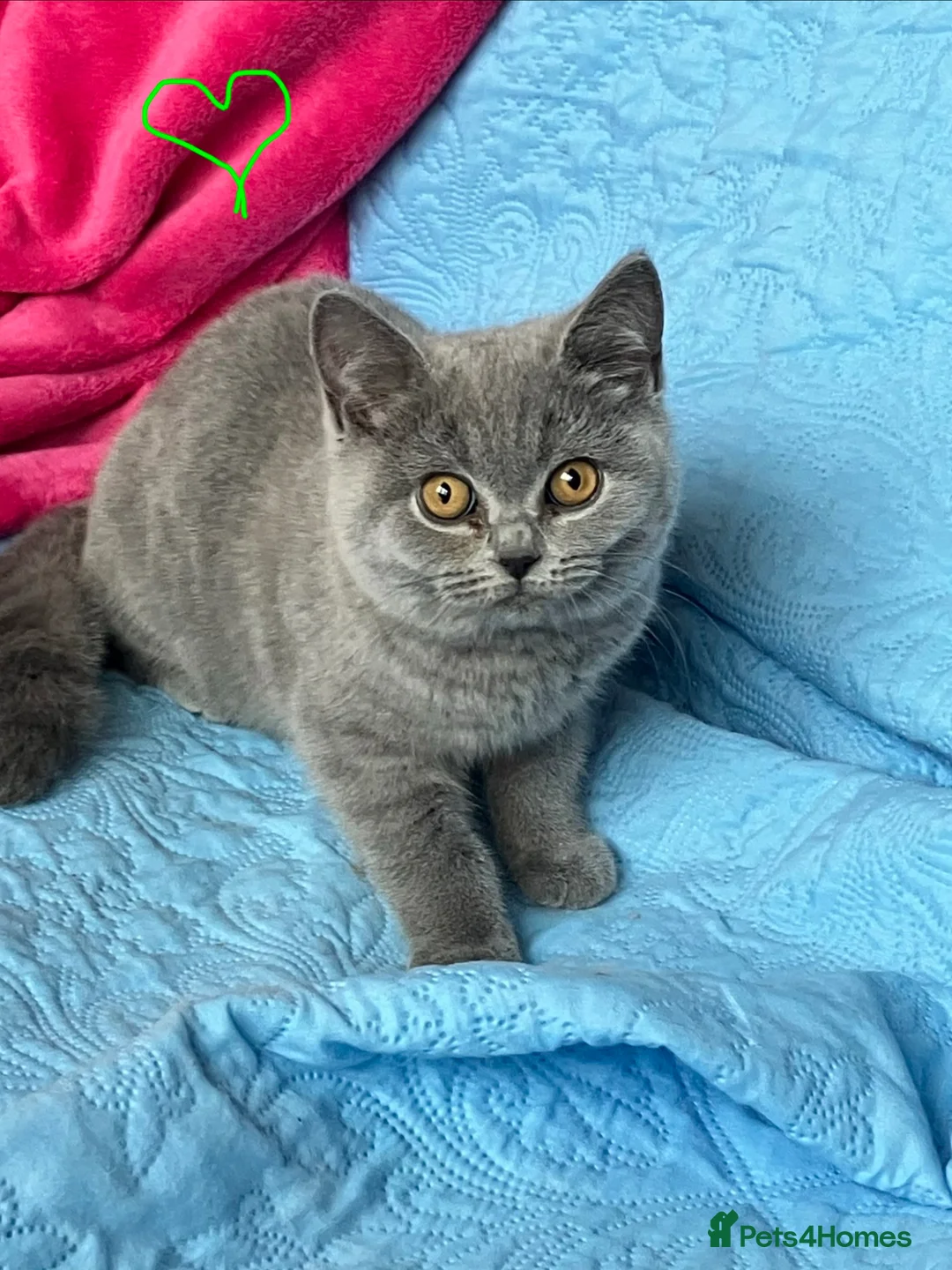 British Shorthair cats for sale: GCCF🏆ChampionBloodline 5GENpedigree BSHblue/lilac - Advert 2