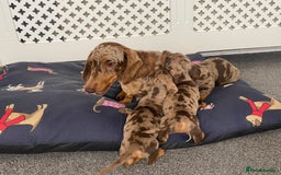 Dachshund dogs for sale: Dachshund puppies  - Image 8