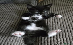 Mixed Breed cats for sale: 4 Playful Male Kittens Ready for Loving Homes! - Image 21