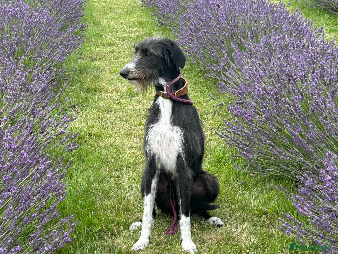Mixed Breed dogs for sale: Lurcher (Saluki x Bedlington/Whippet) 3 years  - Advert 2