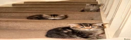 Persian cats for sale: Beautiful Persian Cross Kittens - 4 little ladies - Advert 8