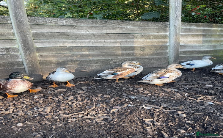 Ducks poultry - Advert 2