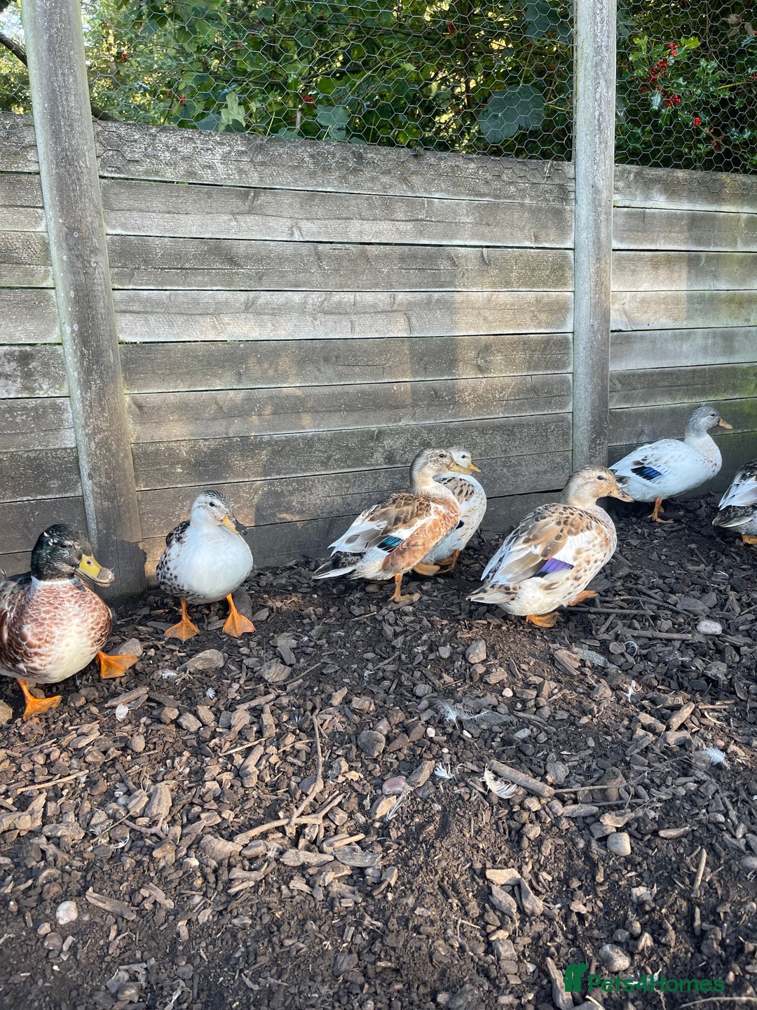 Ducks poultry for sale: Ducks + quail looking for new home  - Image 1