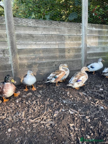 Ducks poultry - Advert 12
