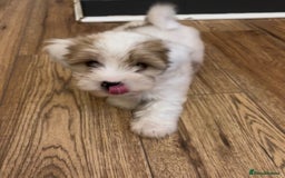Biewer Terrier dogs for sale: 2 mini Biewer/yorkie female pups - Image 2