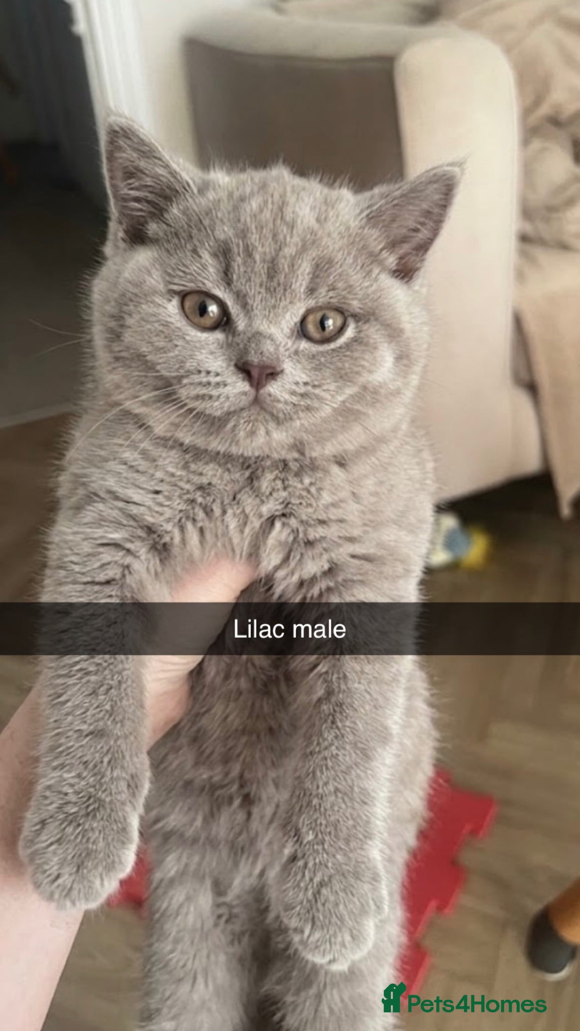 British Shorthair cats Ready now Blue & Lilac British Shorthair kittens - Advert 2