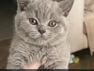 British Shorthair cats Ready now Blue & Lilac British Shorthair kittens - Advert 2