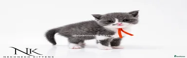 PLUTO - BLUE BI-COLOUR (M) BSH
