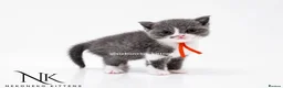 British Shorthair cats for sale: 10 Week old GCCF REG BSH KITTENS  - Advert 18