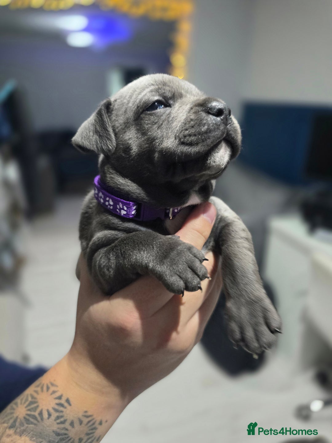 Staffordshire Bull Terrier dogs for sale: Beautiful Staffordshire Bull Terrier Puppies - Advert 16